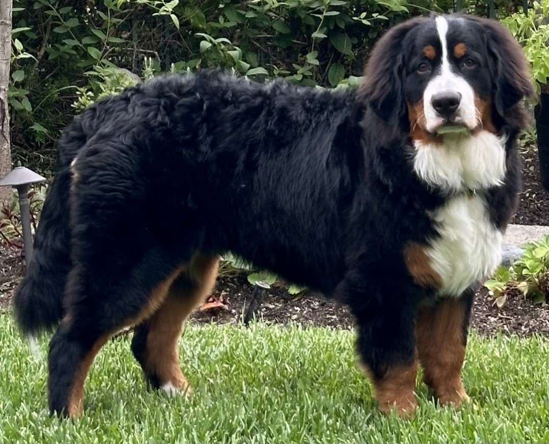 Berner-Garde Dog Detail - Berner-Garde Database